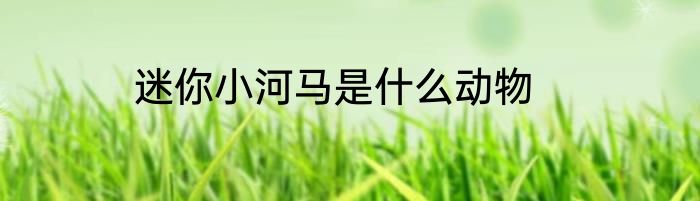 迷你小河马是什么动物