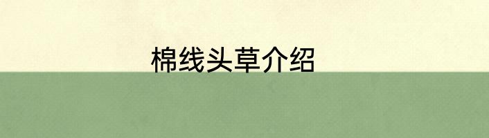 棉线头草介绍