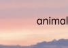 animals英语怎么读