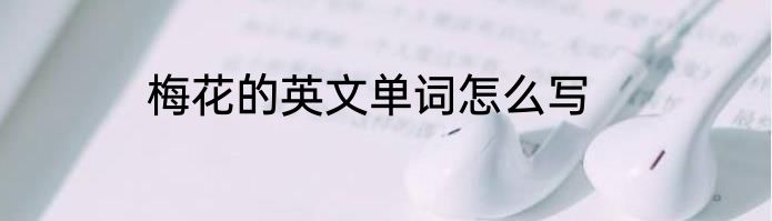 梅花的英文单词怎么写