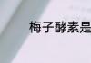 梅子酵素是什么有什么作用