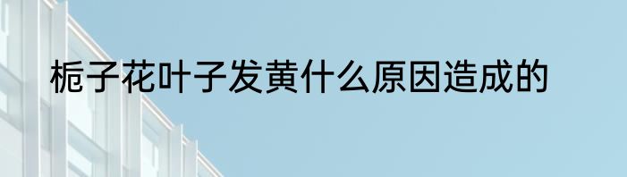 栀子花叶子发黄什么原因造成的