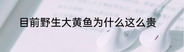 目前野生大黄鱼为什么这么贵