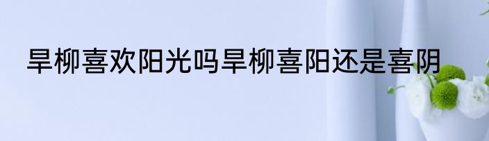 旱柳喜欢阳光吗旱柳喜阳还是喜阴