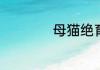 母猫绝育后多久恢复