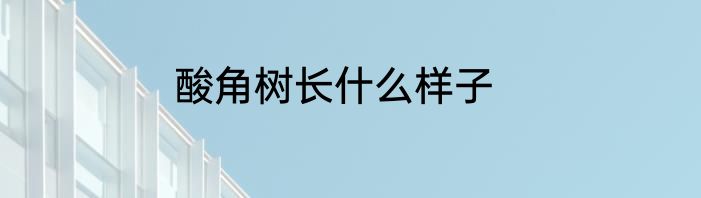 酸角树长什么样子