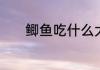 鲫鱼吃什么大家可以了解一下