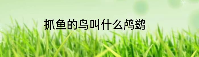 抓鱼的鸟叫什么鸬鹚