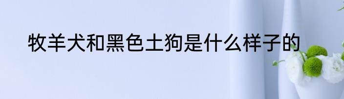 牧羊犬和黑色土狗是什么样子的