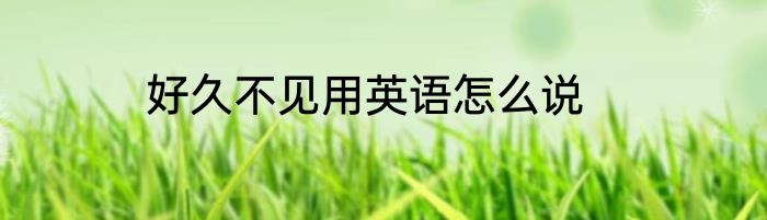 好久不见用英语怎么说