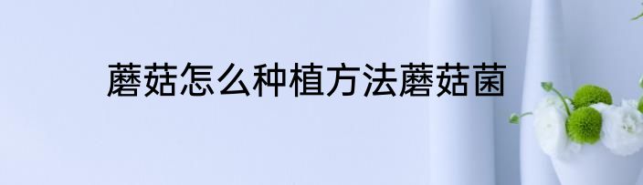 蘑菇怎么种植方法蘑菇菌