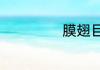膜翅目昆虫有哪些