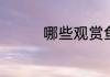 哪些观赏鱼品种比较好养
