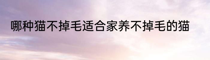 哪种猫不掉毛适合家养不掉毛的猫