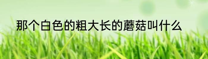 那个白色的粗大长的蘑菇叫什么