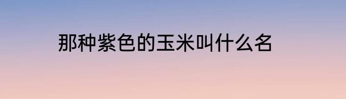 那种紫色的玉米叫什么名