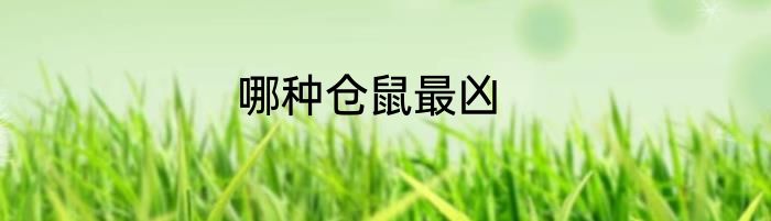 哪种仓鼠最凶