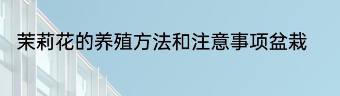 茉莉花的养殖方法和注意事项盆栽