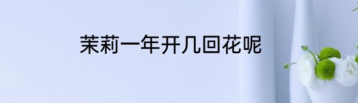 茉莉一年开几回花呢