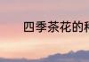 四季茶花的种植与养护全攻略