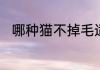 哪种猫不掉毛适合家养不掉毛的猫