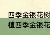 四季金银花树适合在哪里种植如何种植四季金银花