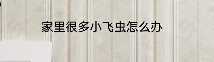 家里很多小飞虫怎么办