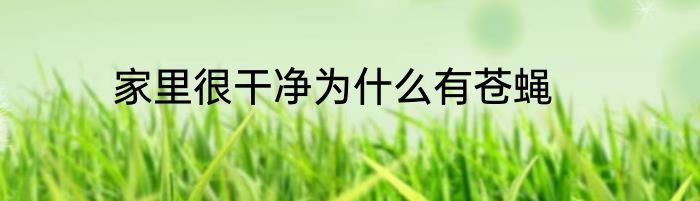家里很干净为什么有苍蝇