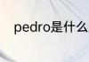 pedro是什么牌子pedro简单介绍