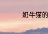 奶牛猫的名字大全可爱