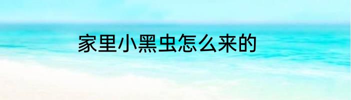 家里小黑虫怎么来的