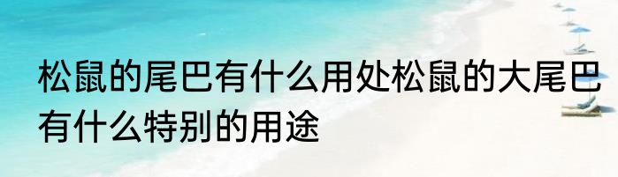 松鼠的尾巴有什么用处松鼠的大尾巴有什么特别的用途
