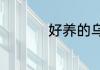 好养的乌龟有什么品种