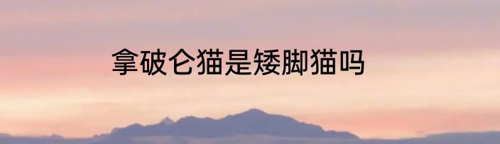 拿破仑猫是矮脚猫吗