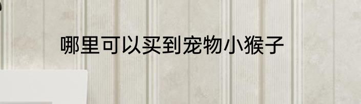 哪里可以买到宠物小猴子