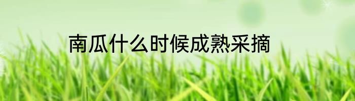 南瓜什么时候成熟采摘