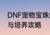 DNF宠物宝珠解析获取途径属性详解与培养攻略