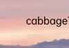 cabbage可数还是不可数