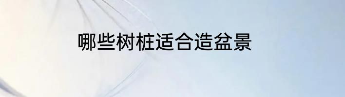 哪些树桩适合造盆景