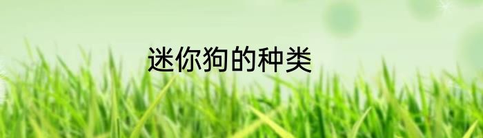 迷你狗的种类