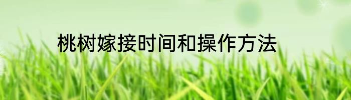 桃树嫁接时间和操作方法