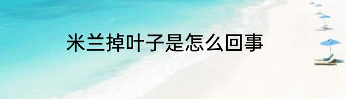 米兰掉叶子是怎么回事