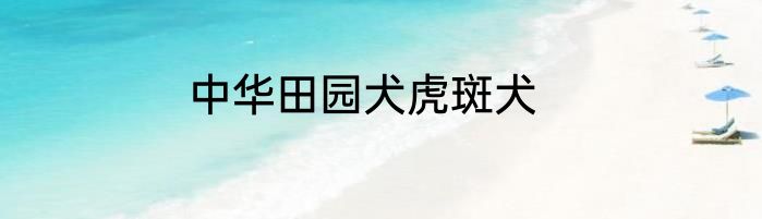 中华田园犬虎斑犬