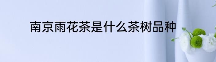 南京雨花茶是什么茶树品种
