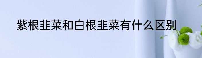 紫根韭菜和白根韭菜有什么区别