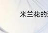 米兰花的适宜温度是多少