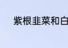 紫根韭菜和白根韭菜有什么区别