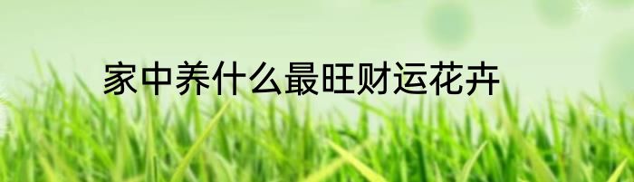 家中养什么最旺财运花卉