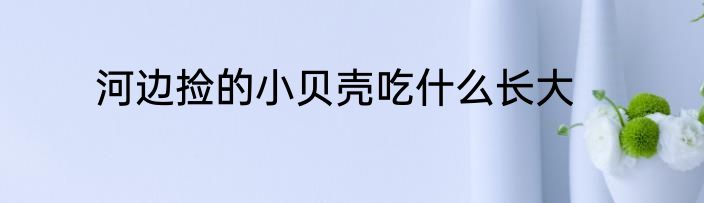 河边捡的小贝壳吃什么长大