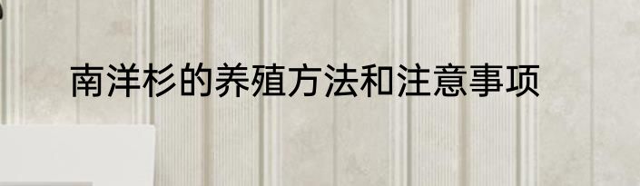 南洋杉的养殖方法和注意事项